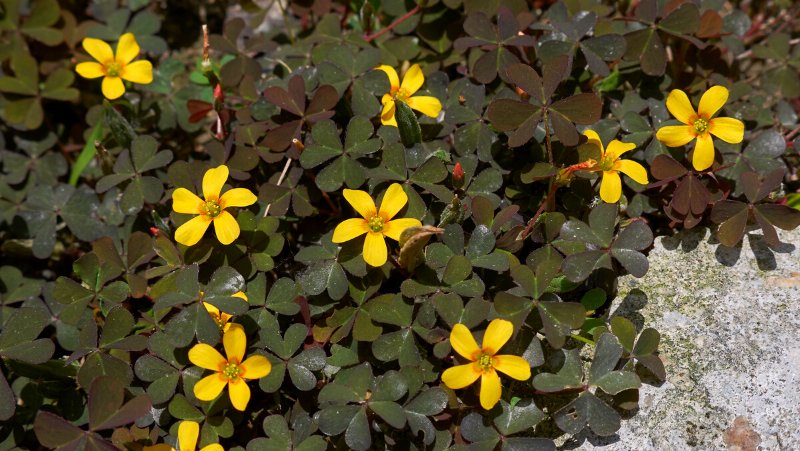 oxalis corniculata creeping oxalis in flower growing on hard surface (possibly sandstone)