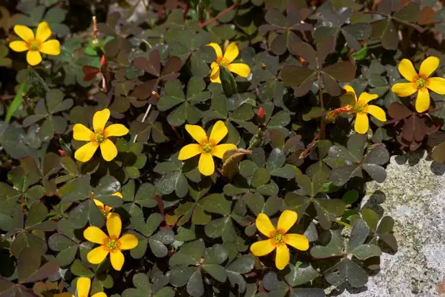 oxalis corniculata creeping oxalis in flower growing on hard surface (possibly sandstone)