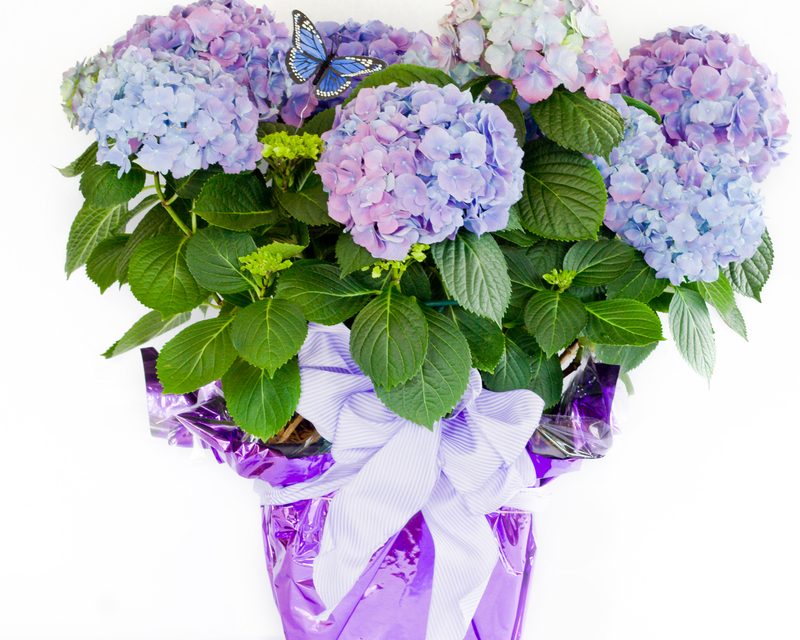 Potted Hydrangea Gift Thumbnail