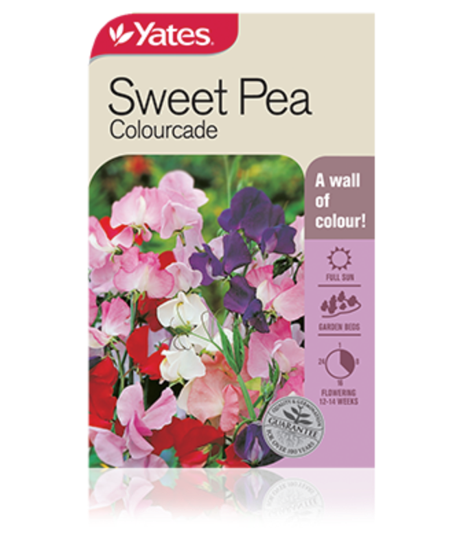 Sweet Pea Colourcade Garden Seeds Yates Australia