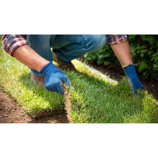 Yates Turf for Your Lawn 