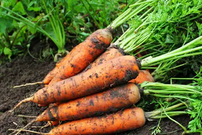 Carrot