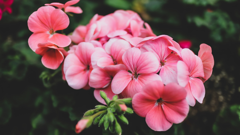 Pink Geranium Image