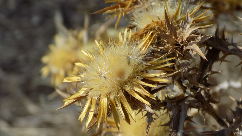 close-up of a Scotch Thistle (Onopordum acanthium) Seed Head with seeds densely together ready for dispersal