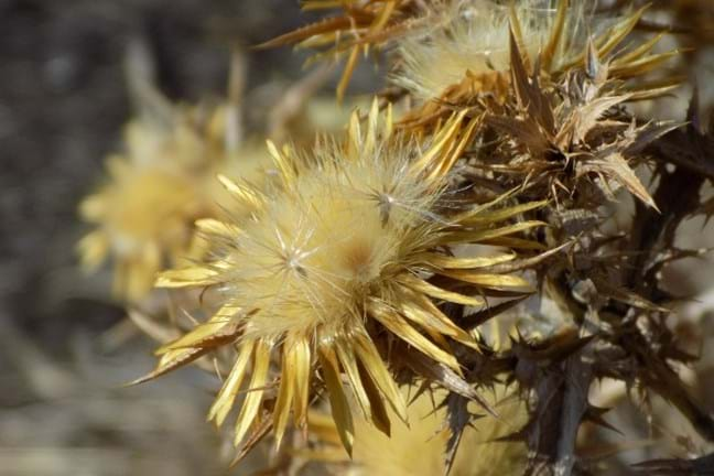 close-up of a Scotch Thistle (Onopordum acanthium) Seed Head with seeds densely together ready for dispersal