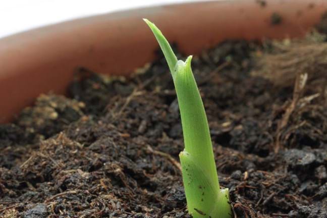 Young Ginger shoot growing in a pot