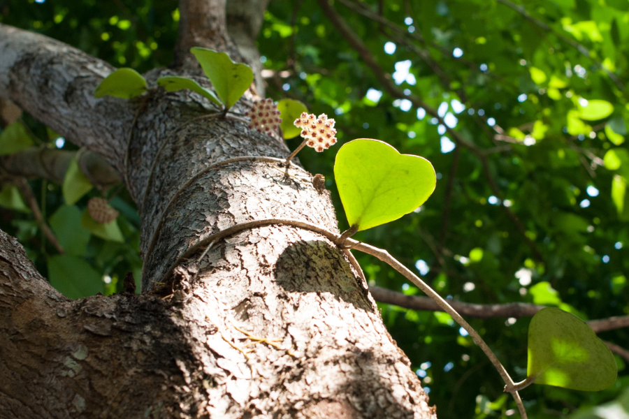 Hoya Growing Up A Tree
