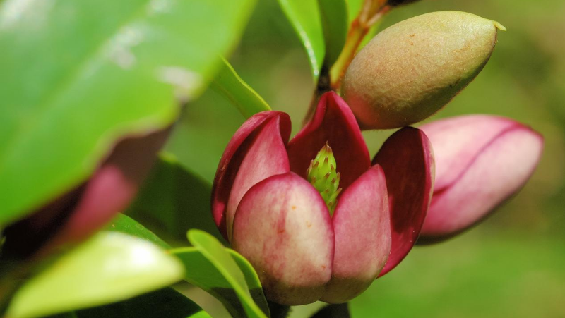 Red Magnolia Trees Shrubs Image