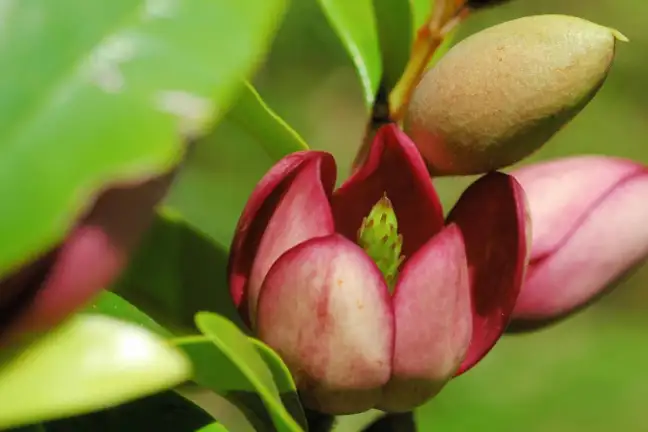 Red Magnolia Trees Shrubs Image