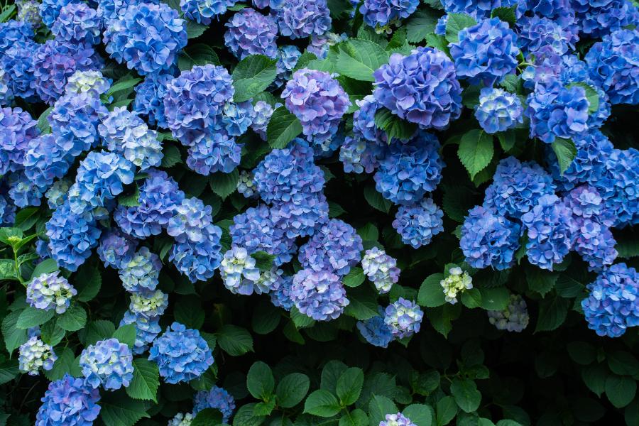 Blue mophead hydrangeas
