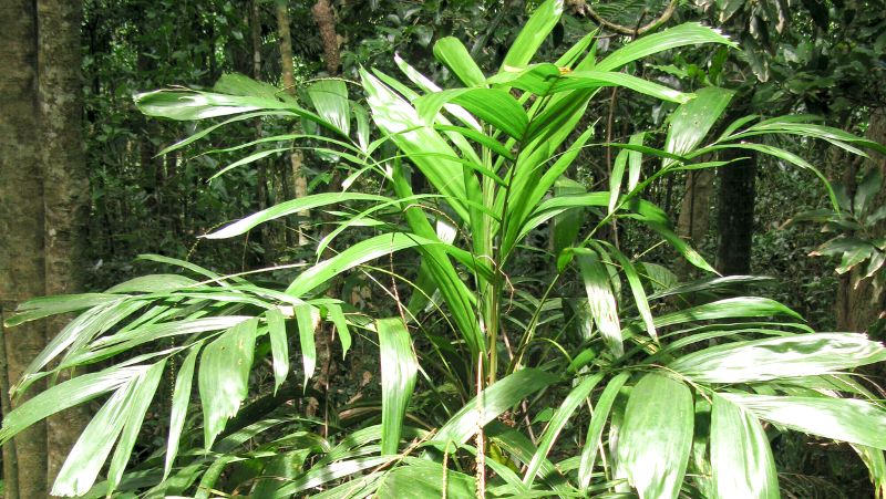 side on view of the crown of walking stick palm growing in a rainforest