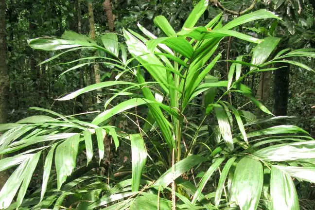 side on view of the crown of walking stick palm growing in a rainforest