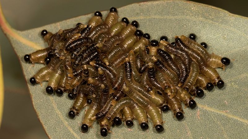 Sawfly Larvae 800X451px