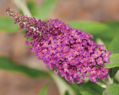 Buddleia