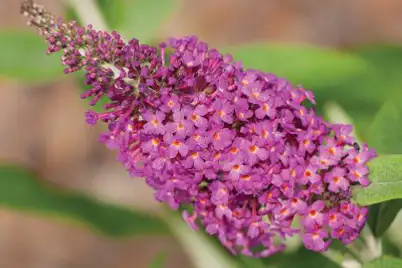 Buddleia