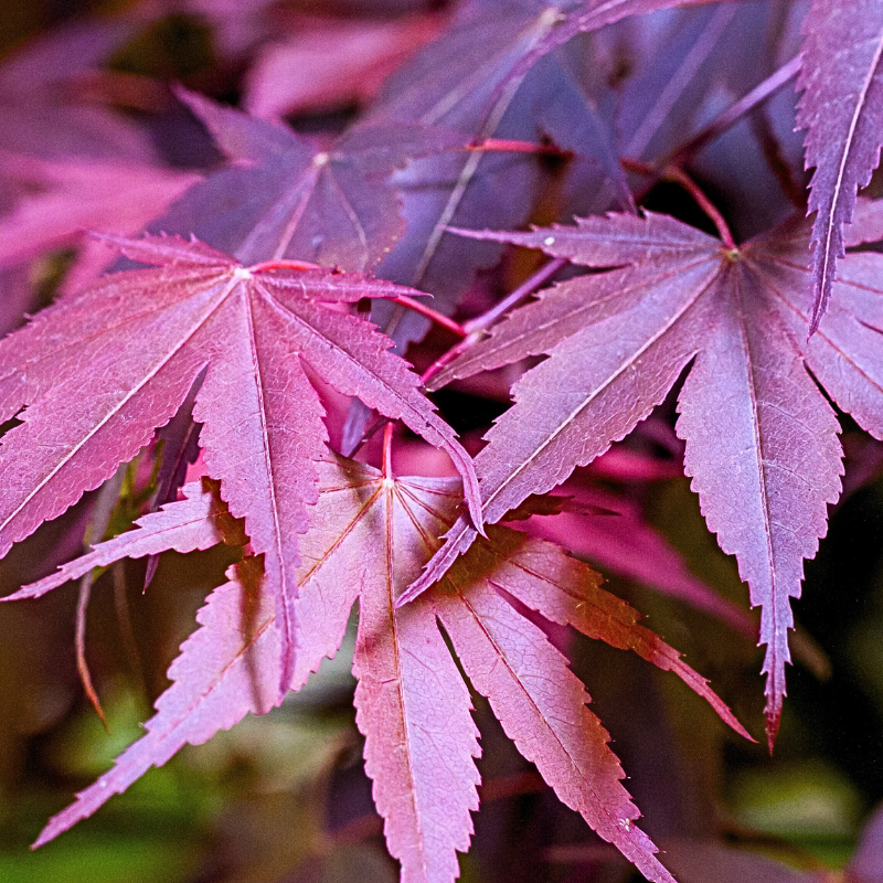 Create autumn colour in your garden