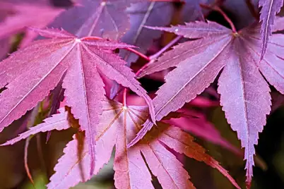 Create autumn colour in your garden