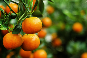 Choosing Citrus Trees For Your Climate 