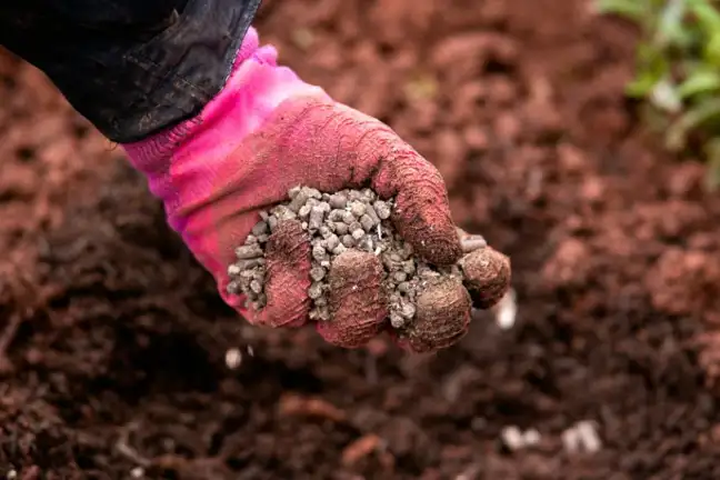Enriching garden beds with fertiliser