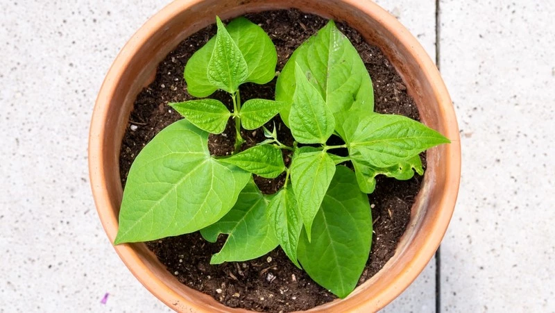 Beans growing in a pot