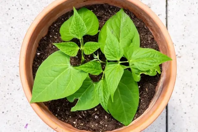 Beans growing in a pot