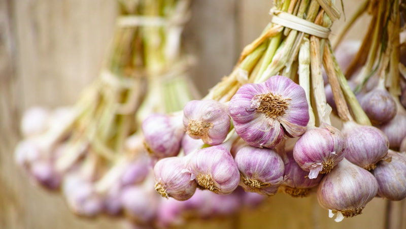 bunches of white and pink garlic bulbs tied together hanging on a timber fence