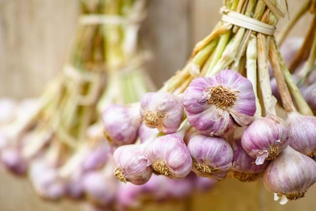 bunches of white and pink garlic bulbs tied together hanging on a timber fence