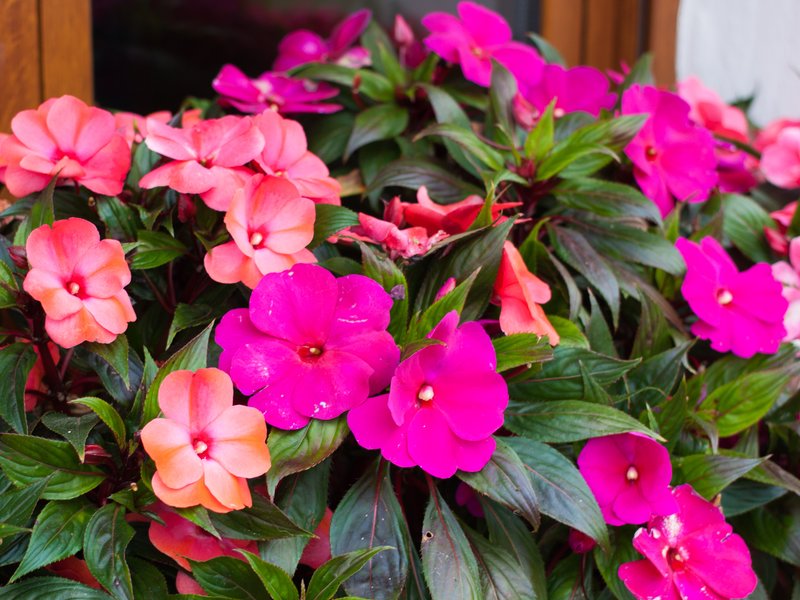 Impatiens