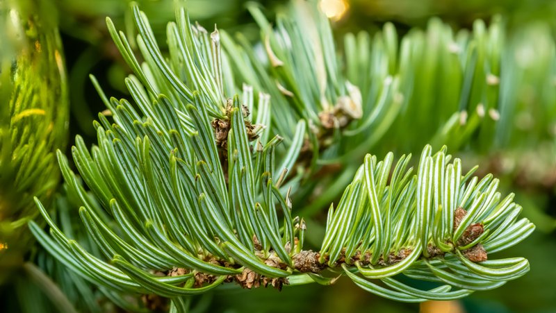 Image above: Nordmann Fir