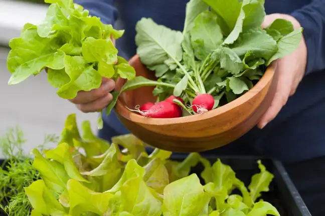 Harvesting lettuce