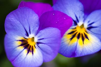 Pansies