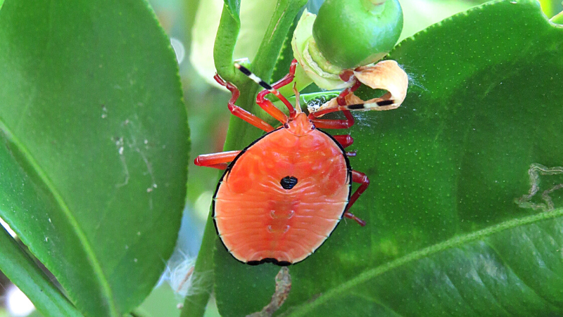 Bronze Orange Bug 5Th Instar LS