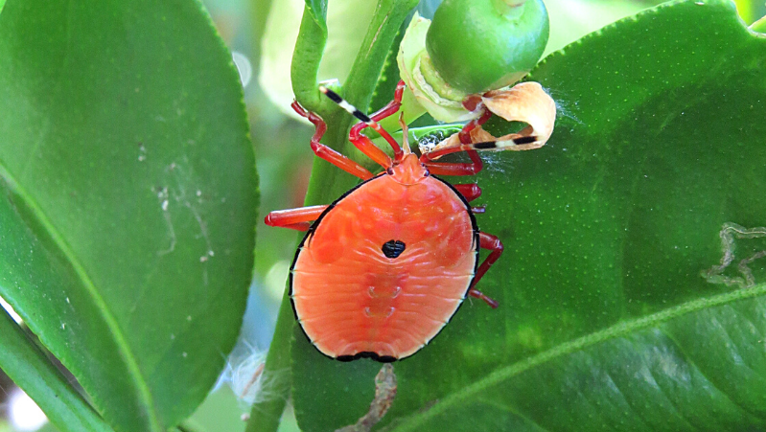 How to Get Rid of Bronze Orange Bug in Your Garden | Yates Australia