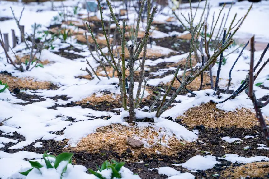 Wintering Tea Roses How to Care for Your Roses in Winter | Yates Australia