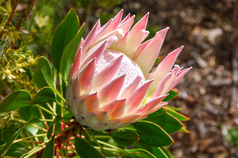 King Protea