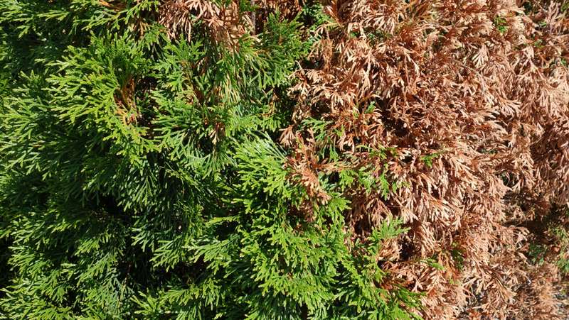 Cypress Caker Thuja 800451Px LS