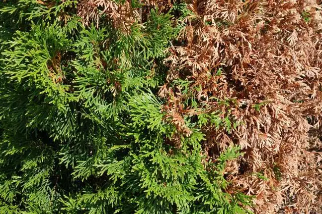 Cypress Caker Thuja 800451Px LS