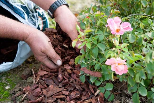 Hands applying a bark mulch around the root zone of the rose bush