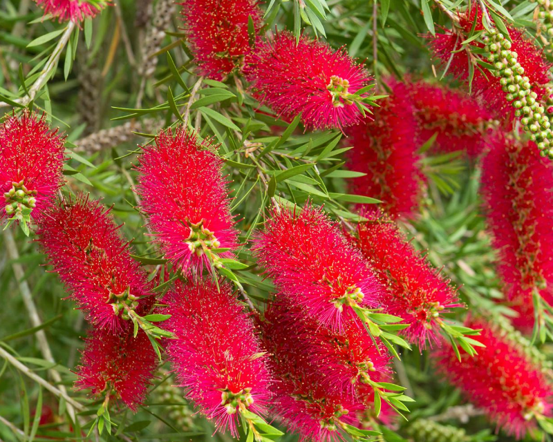 Cuidado de las plantas con cepillo para biberón australiano