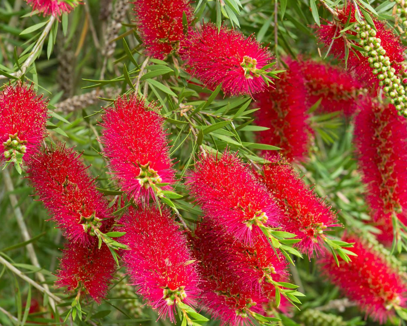 Image of Bottlebrush plant