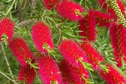 Bottlebrush