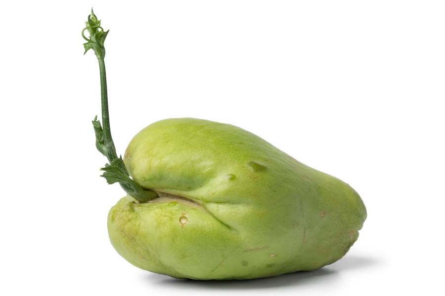 A shoot emerging from a mature Choko fruit