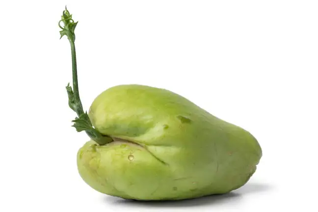 A shoot emerging from a mature Choko fruit