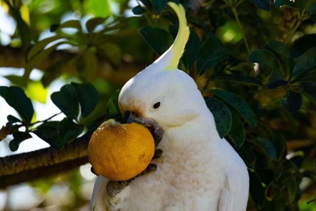 Cockatoo eating an orange