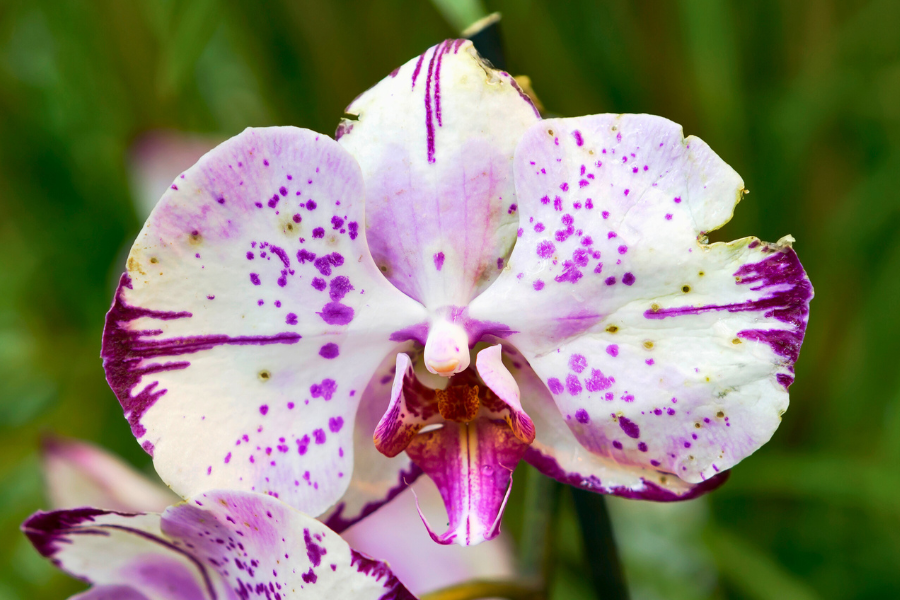 White with Purple Markings