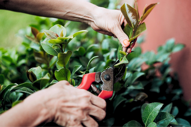 person pruning off a stem of an established camellia plant growing in the garden