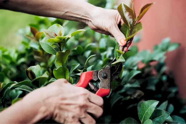 person pruning off a stem of an established camellia plant growing in the garden