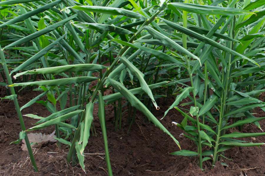 Edible Ginger growing in the garden