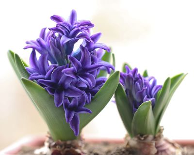 Hyacinth