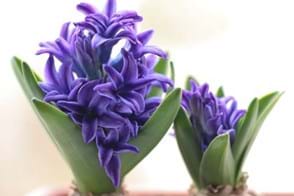 How to Grow Hyacinth